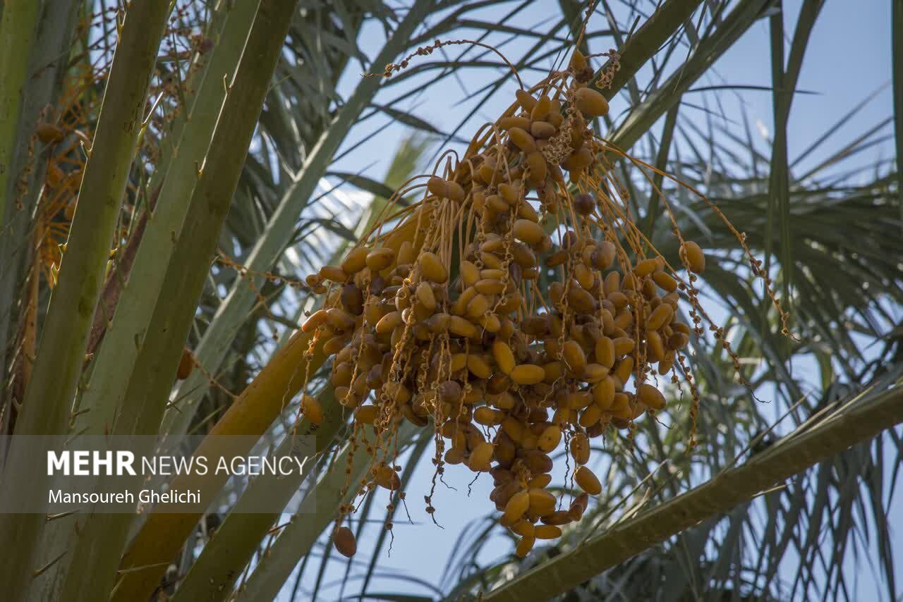 تصاویر: جشنواره گردشگری نخل و خرما