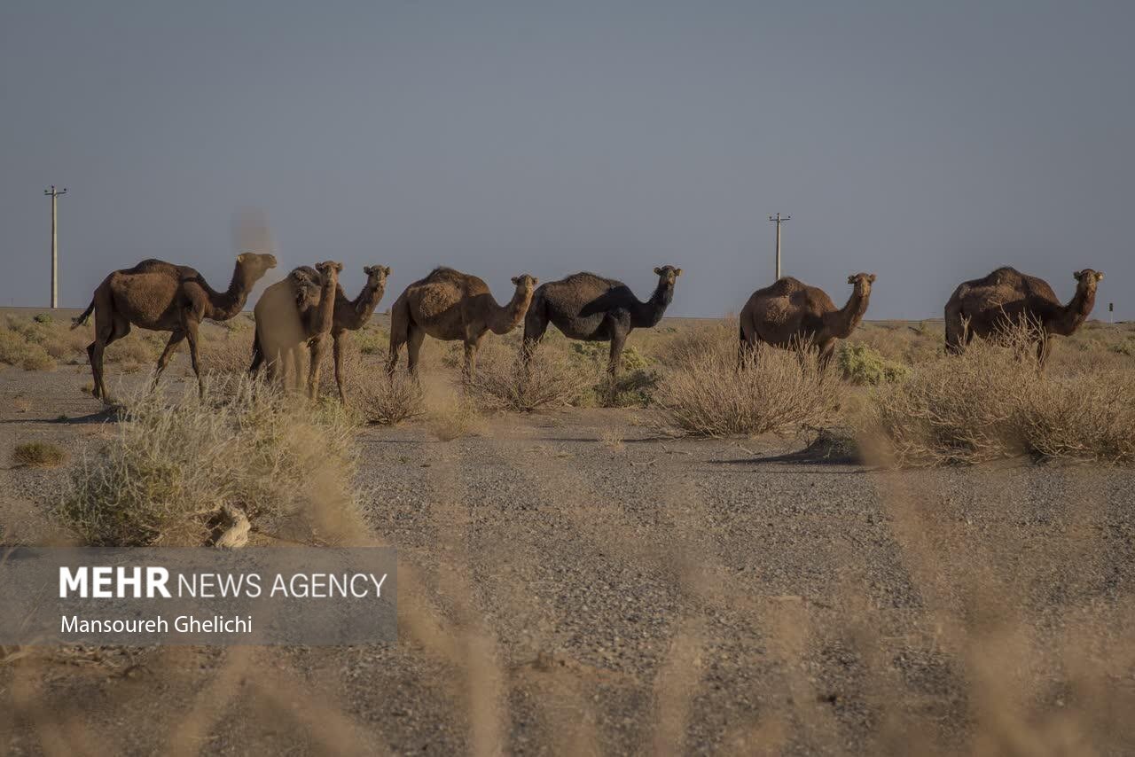 تصاویر: جشنواره گردشگری نخل و خرما