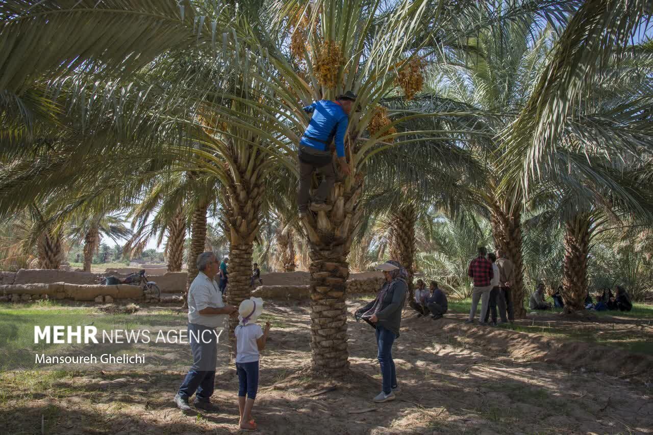تصاویر: جشنواره گردشگری نخل و خرما