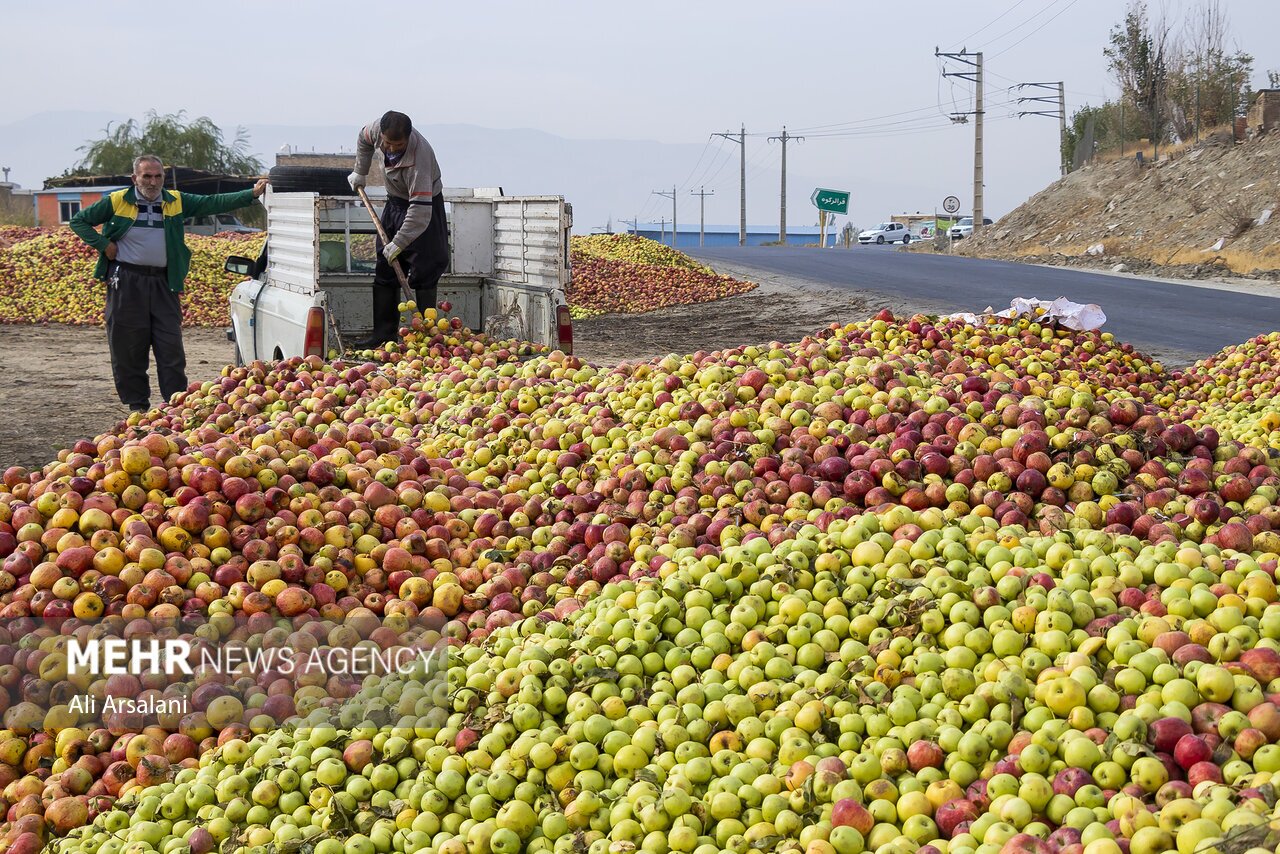 تصاویر: معضلی به‌نام سیب زیردرختی