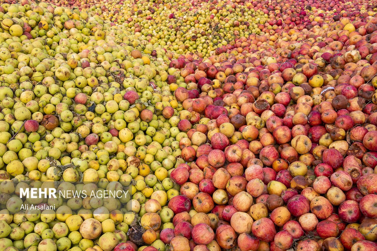 تصاویر: معضلی به‌نام سیب زیردرختی