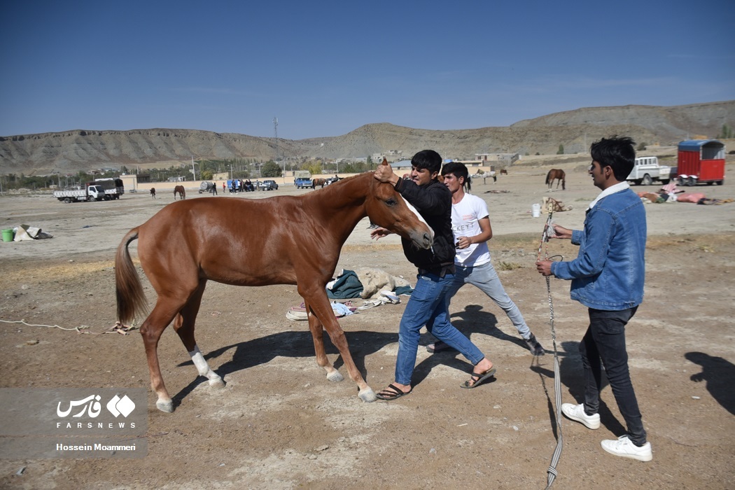 تصاویر: جشنواره ملی « اسب اصیل ترکمن»