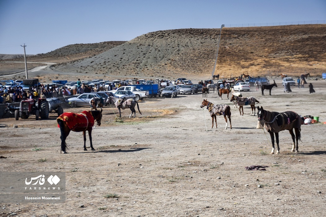 تصاویر: جشنواره ملی « اسب اصیل ترکمن»