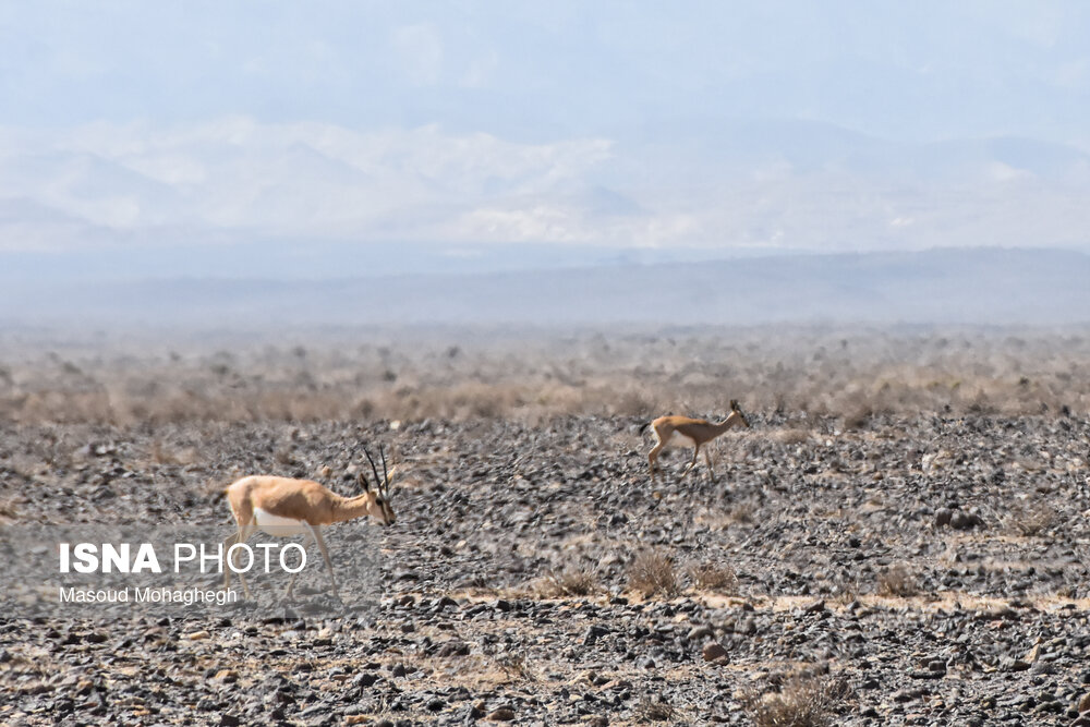 تصاویر: پارک ملی &laquo;کویر&raquo;