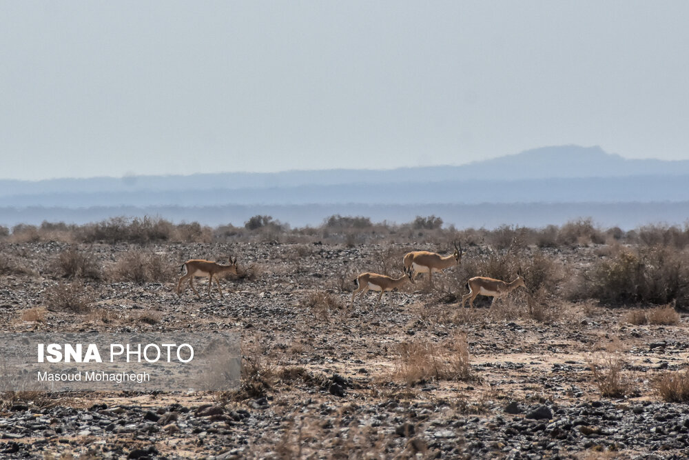 تصاویر: پارک ملی &laquo;کویر&raquo;