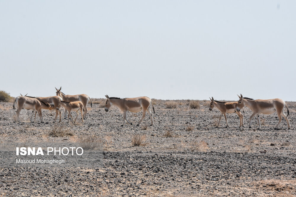 تصاویر: پارک ملی &laquo;کویر&raquo;