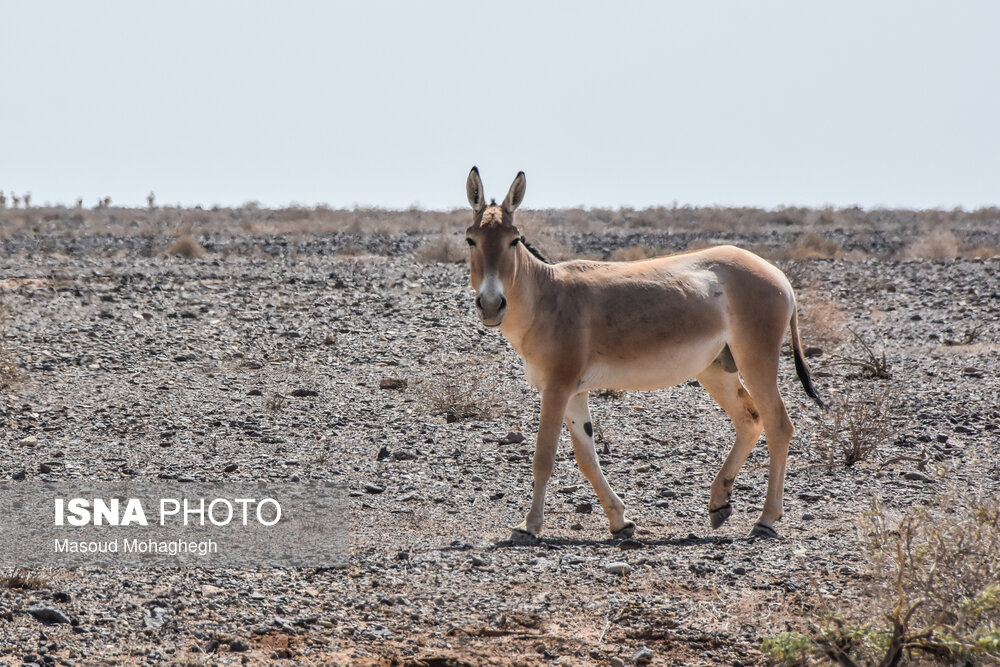 تصاویر: پارک ملی &laquo;کویر&raquo;