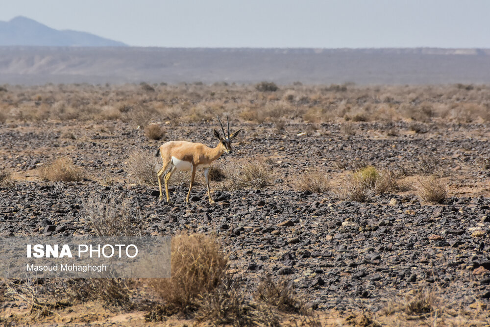 تصاویر: پارک ملی &laquo;کویر&raquo;