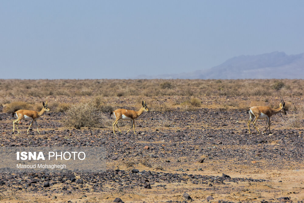 تصاویر: پارک ملی &laquo;کویر&raquo;