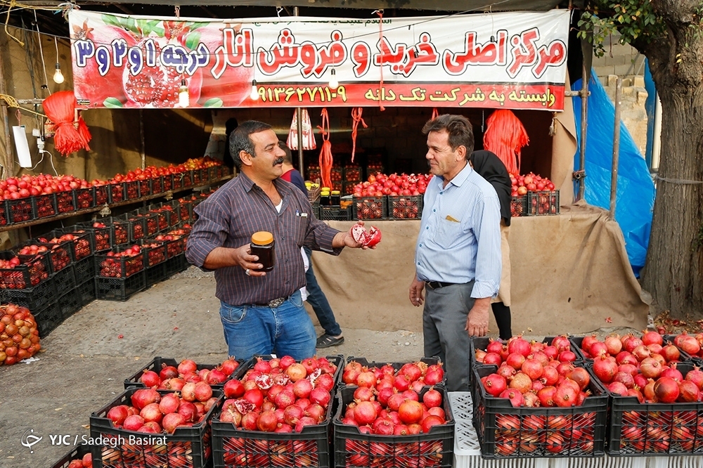 تصاویر: برداشت انار از باغات شهرضا