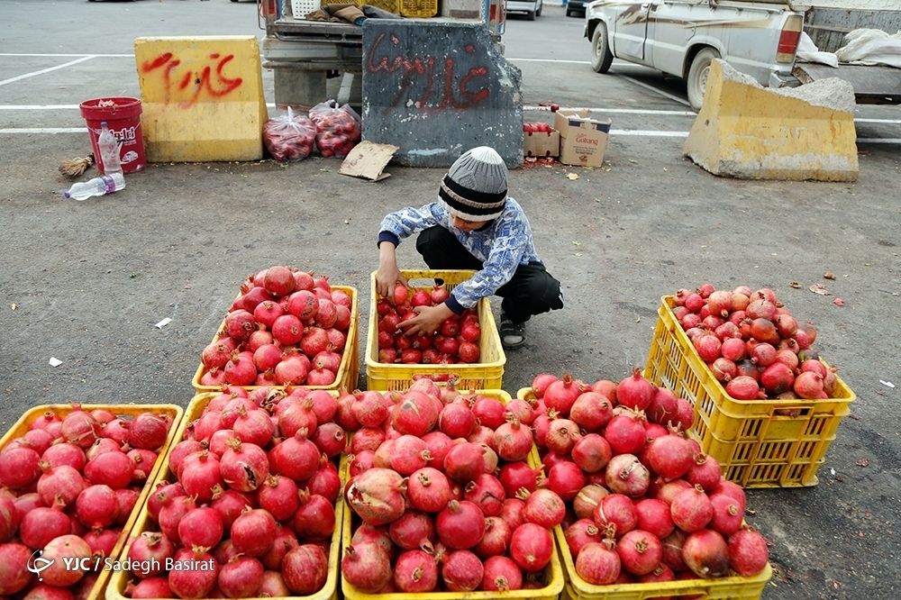 تصاویر: برداشت انار از باغات شهرضا