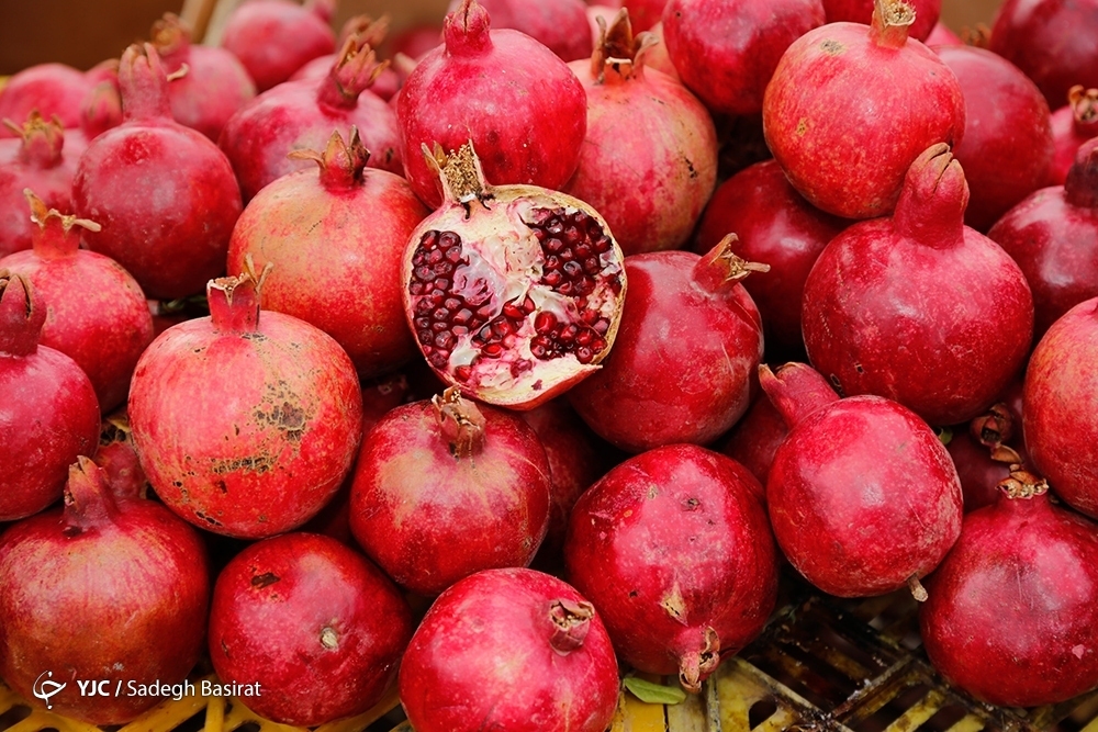 تصاویر: برداشت انار از باغات شهرضا