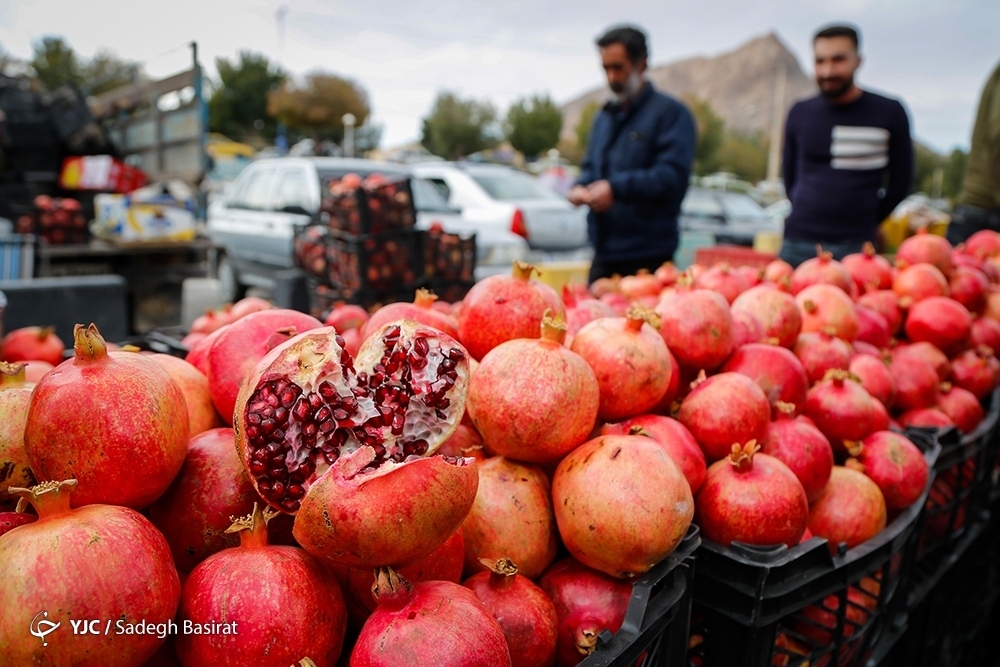 تصاویر: برداشت انار از باغات شهرضا