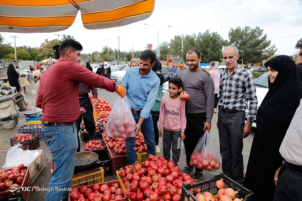 تصاویر: برداشت انار از باغات شهرضا