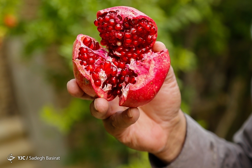 تصاویر: برداشت انار از باغات شهرضا