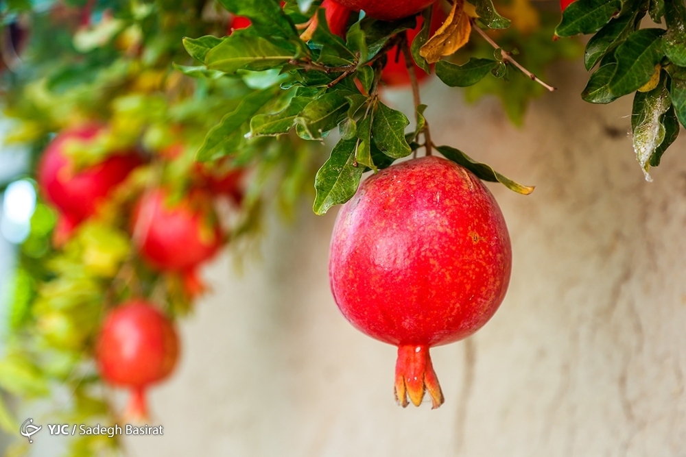 تصاویر: برداشت انار از باغات شهرضا