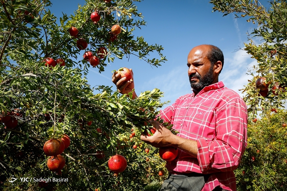 تصاویر: برداشت انار از باغات شهرضا