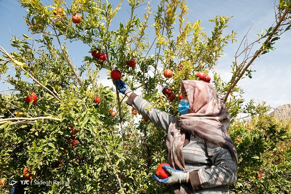 تصاویر: برداشت انار از باغات شهرضا