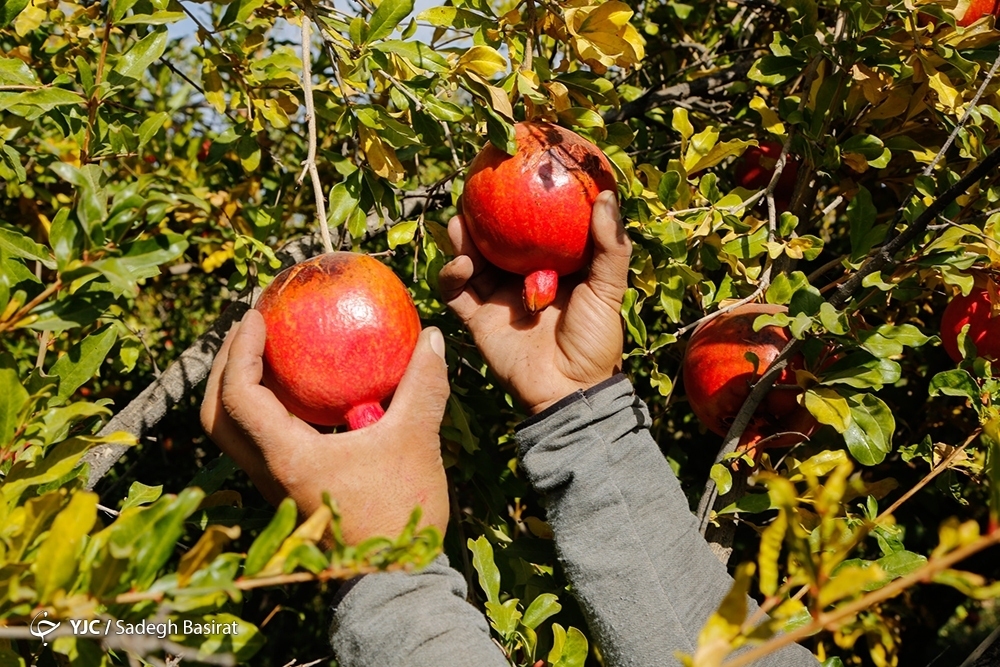 تصاویر: برداشت انار از باغات شهرضا