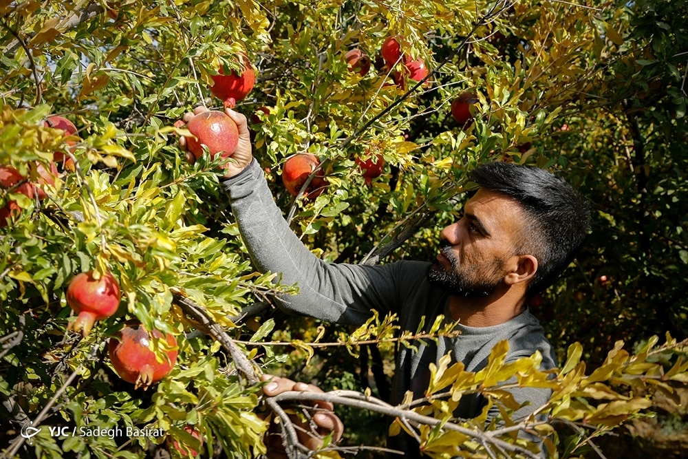 تصاویر: برداشت انار از باغات شهرضا