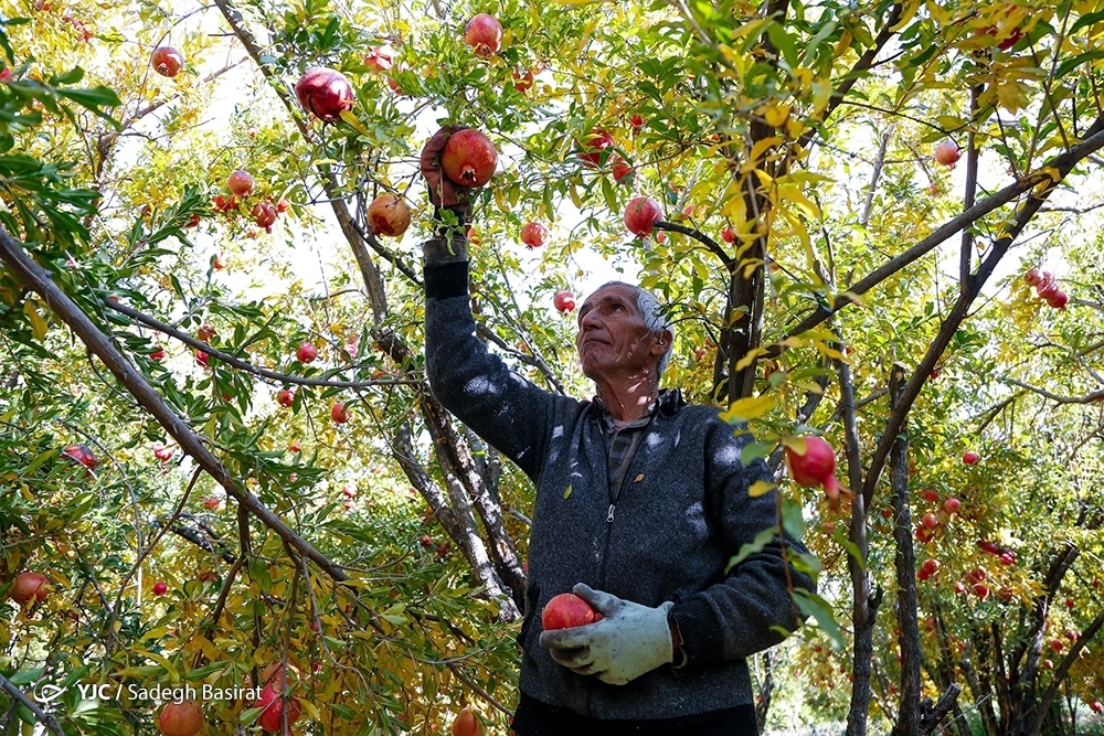 تصاویر: برداشت انار از باغات شهرضا