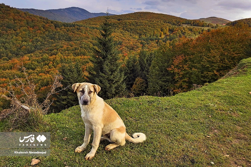 تصاویر: پاییزِ « گیلان »