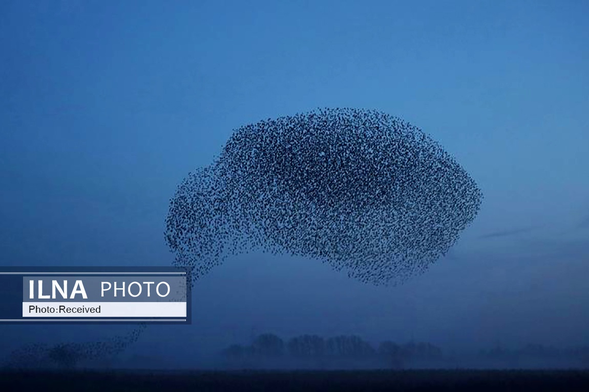 تصاویر: پرواز دسته جمعی سارها
