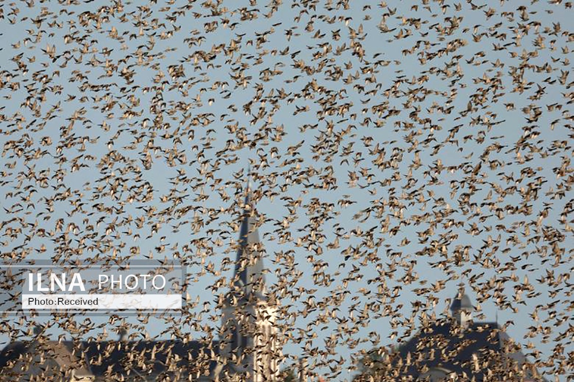 تصاویر: پرواز دسته جمعی سارها