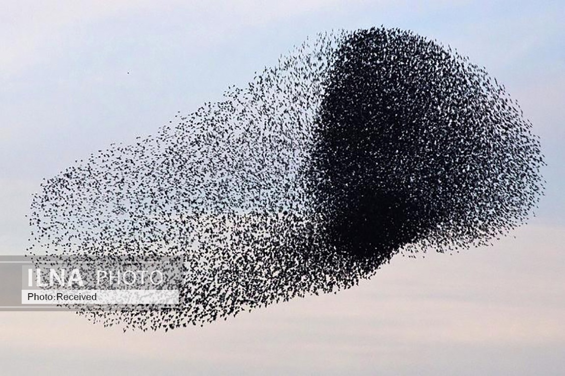 تصاویر: پرواز دسته جمعی سارها