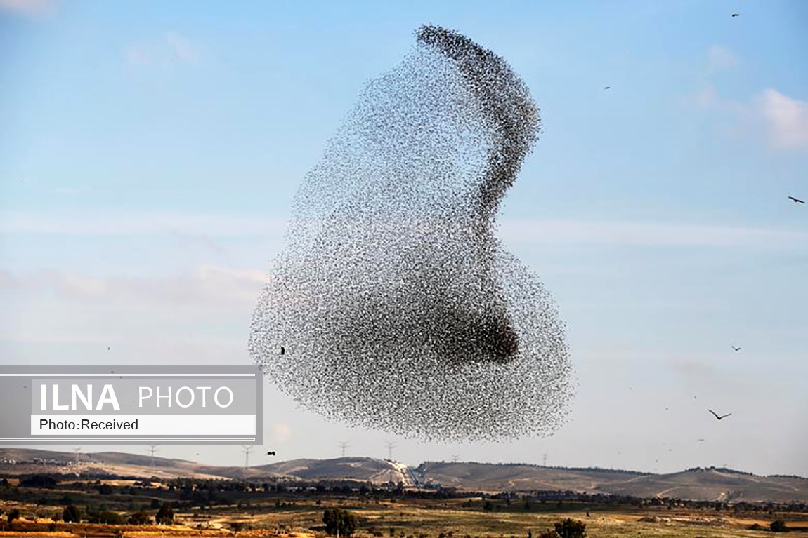 تصاویر: پرواز دسته جمعی سارها