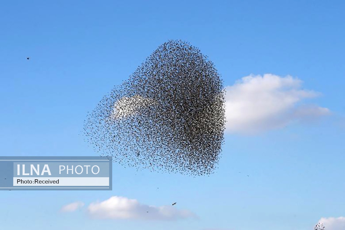 تصاویر: پرواز دسته جمعی سارها