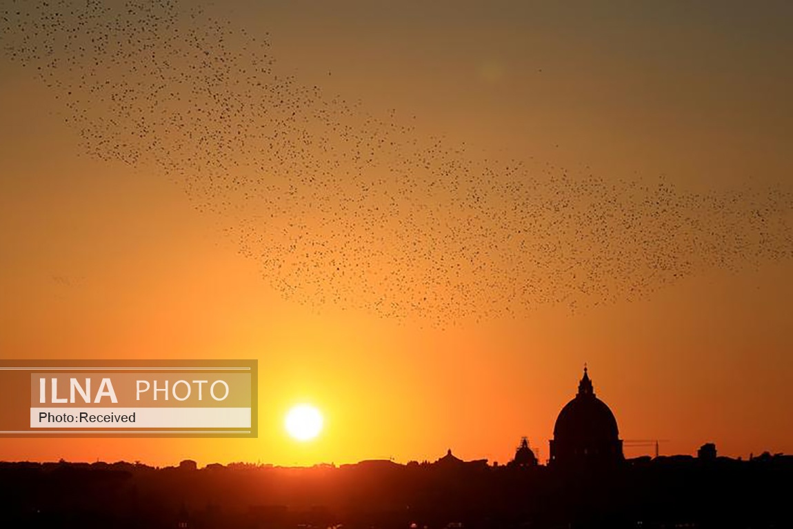 تصاویر: پرواز دسته جمعی سارها