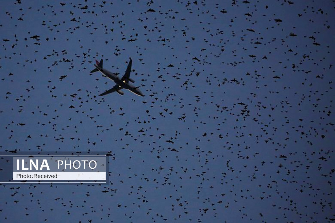 تصاویر: پرواز دسته جمعی سارها