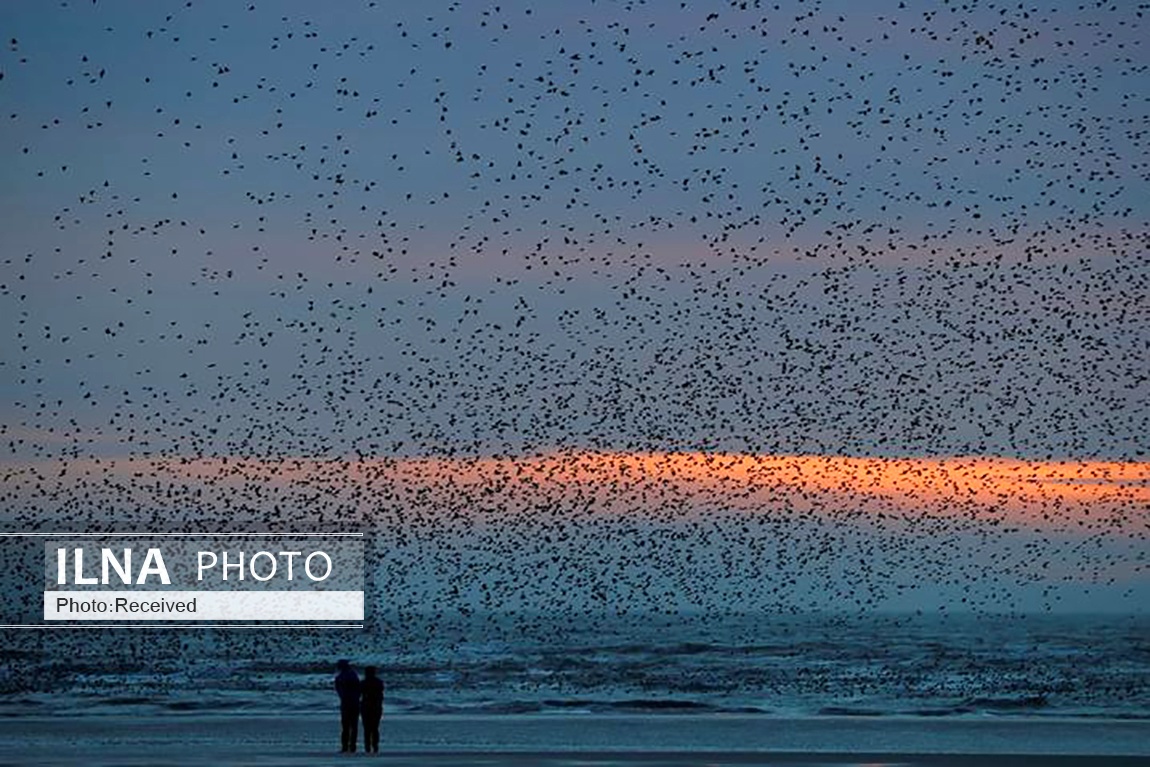 تصاویر: پرواز دسته جمعی سارها