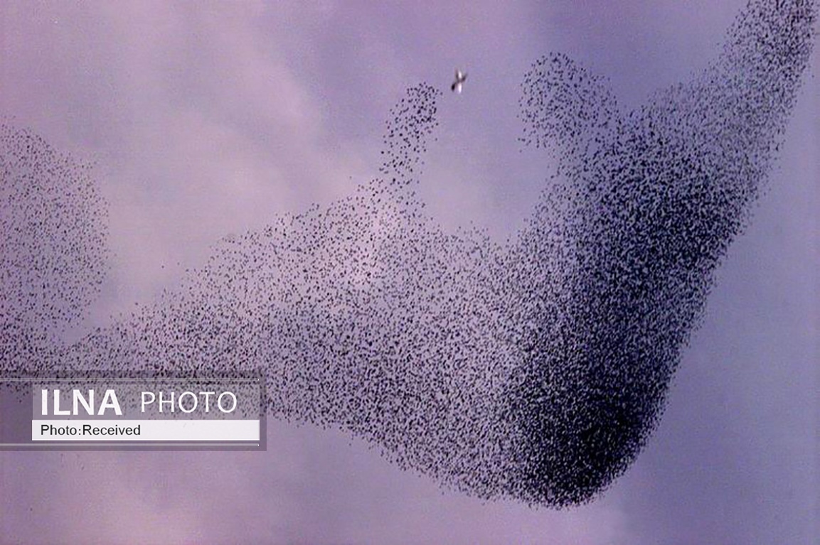 تصاویر: پرواز دسته جمعی سارها