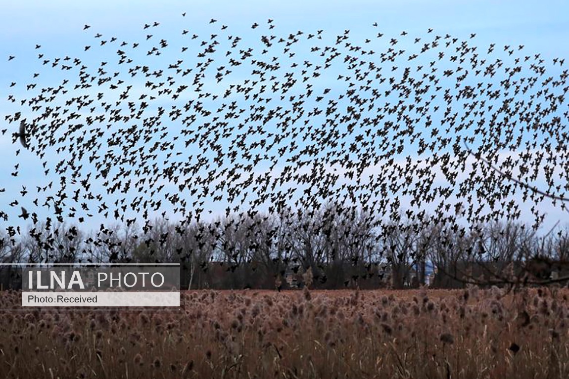 تصاویر: پرواز دسته جمعی سارها