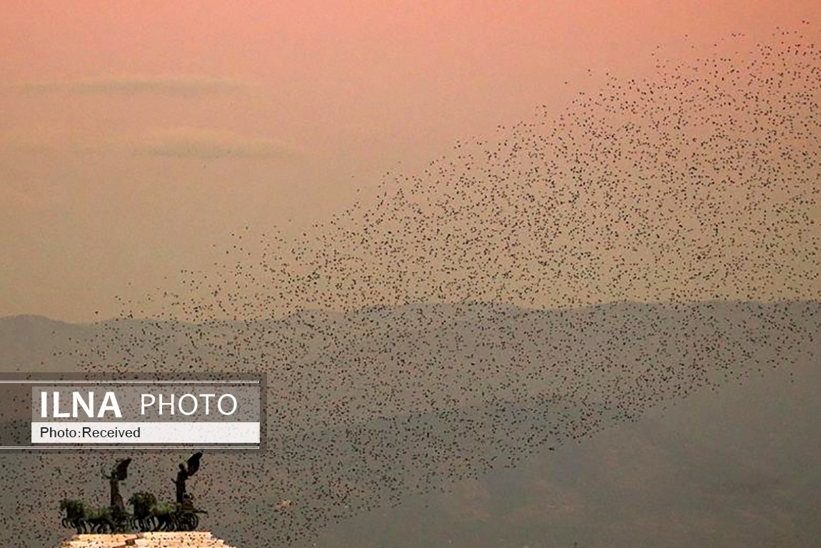 تصاویر: پرواز دسته جمعی سارها