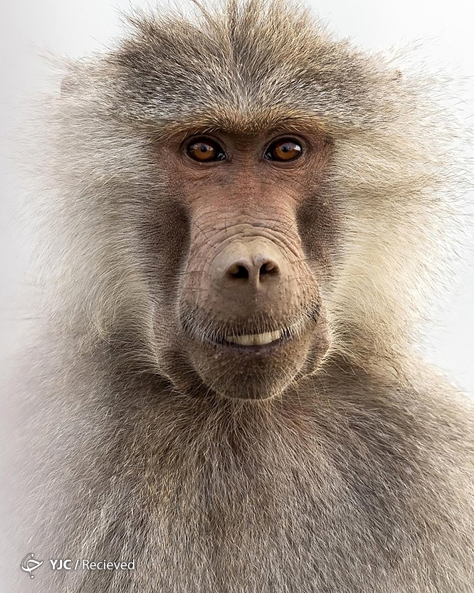 تصاویر: عکس‌های برگزیده مسابقه عکاسی کمدی حیات وحش ۲۰۲۲