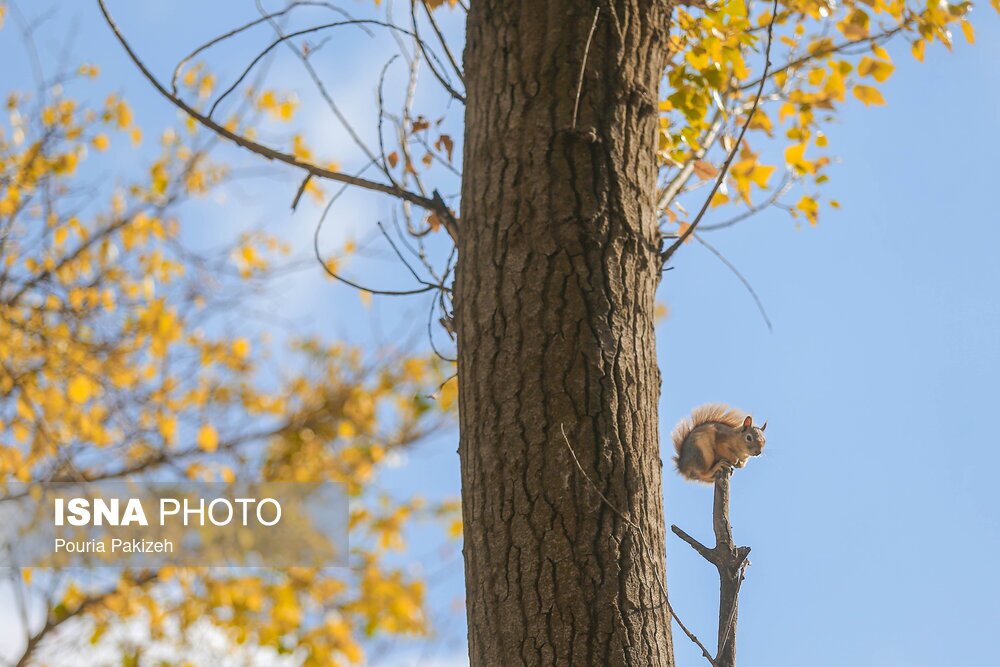 تصاویر: خزان در کوچه باغ‌های همدان