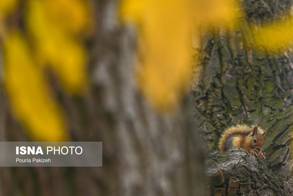 تصاویر: خزان در کوچه باغ‌های همدان