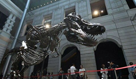 محققان: بزرگ‌ترین دایناسور تی‌رکس احتمالاً اندازه‌ای دو‌برابر یافته‌های قبلی داشته است