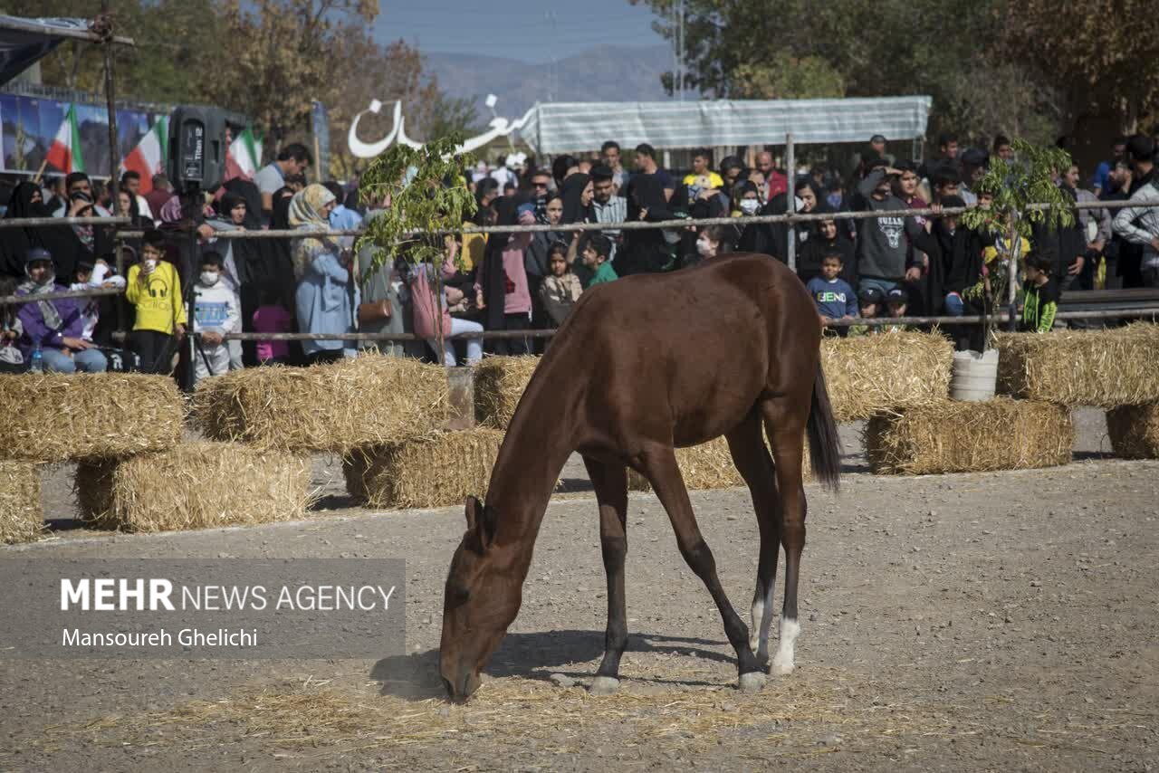 تصاویر: جشنواره زیبایی اسب ترکمن