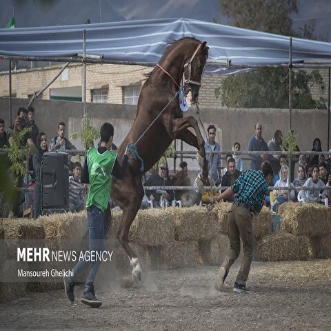 تصاویر: جشنواره زیبایی اسب ترکمن