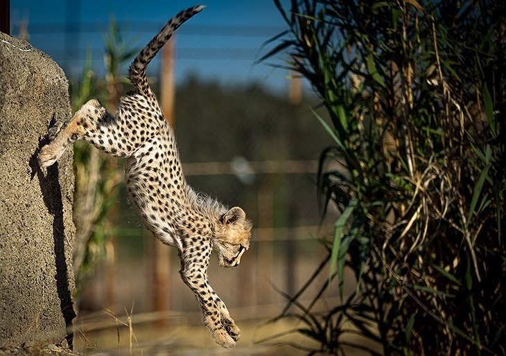 جدیدترین فیلم از «پیروز» / رشد قابل توجه این توله یوز ایرانی