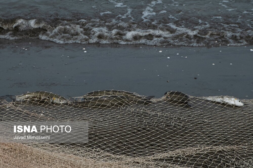 تصاویر: صید پره