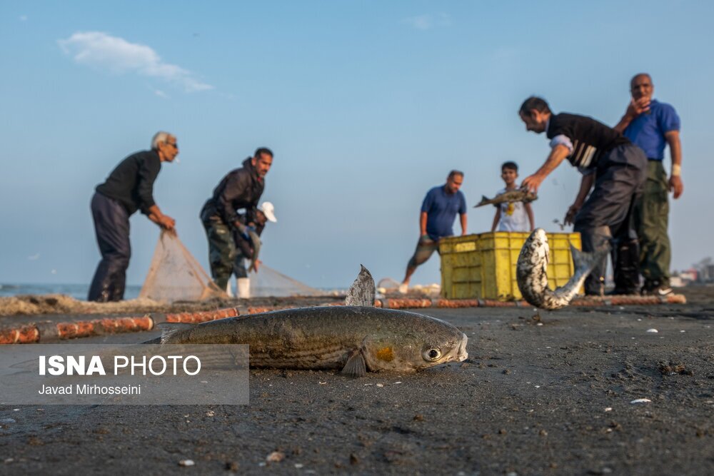 تصاویر: صید پره