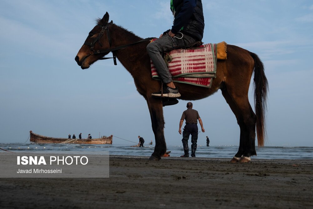 تصاویر: صید پره