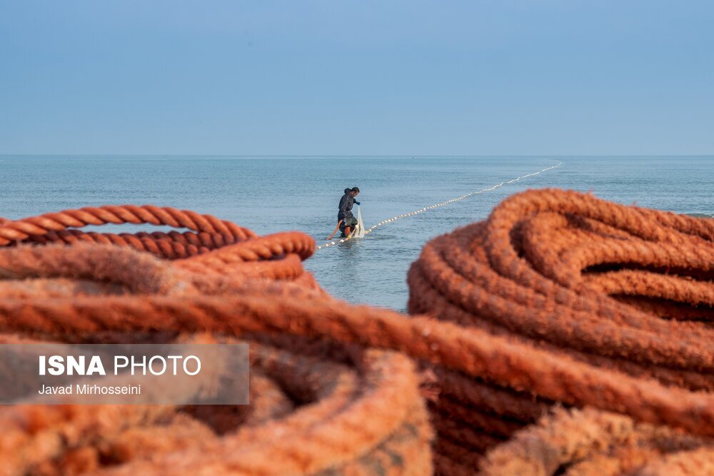 تصاویر: صید پره
