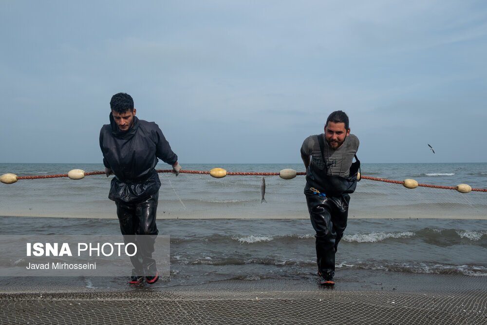 تصاویر: صید پره