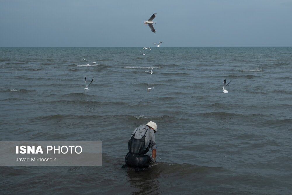 تصاویر: صید پره